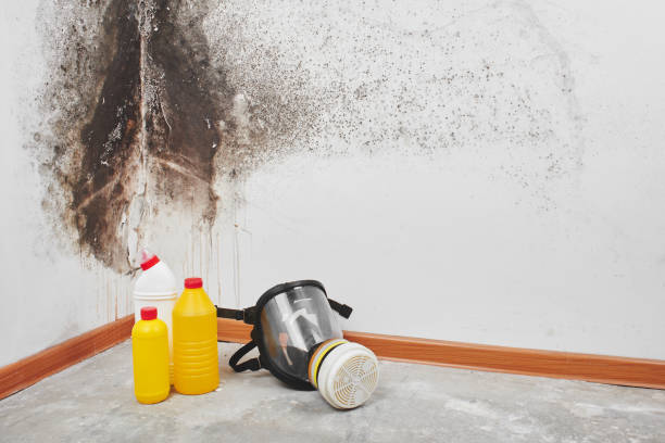 Best Mold Remediation Experts  in Stockton, UT