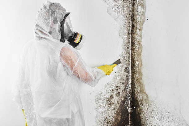 Best Mold Testing  in Stockton, UT