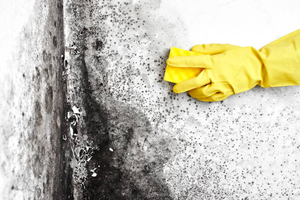 Stockton, UT Mold Removal Company