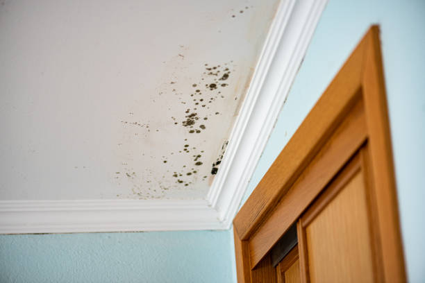 Best Black Mold Removal  in Stockton, UT