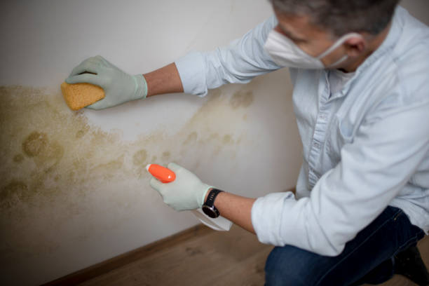 Best Toxic Mold Removal  in Stockton, UT
