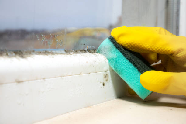 Best Mold Remediation Services  in Stockton, UT