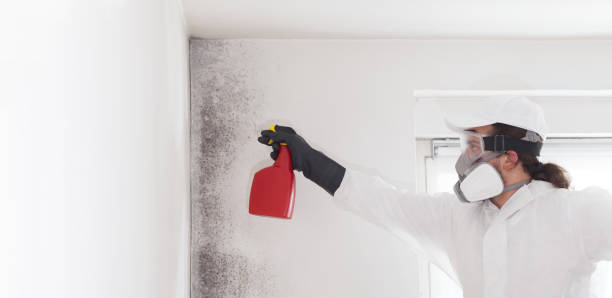 Home Mold Removal in Stockton, UT