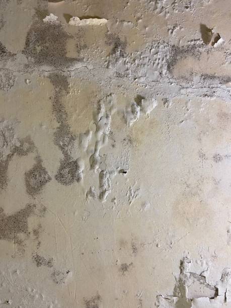 Best Best Mold Removal Companies  in Stockton, UT