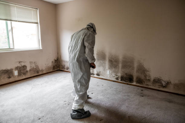 Best Local Mold Removal Service  in Stockton, UT