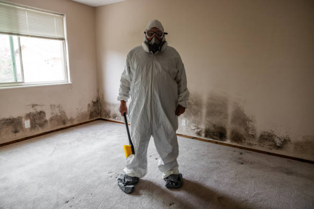 Best Mold Damage Repair  in Stockton, UT